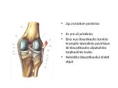 Kelio sąnario biomechanika  11 puslapis