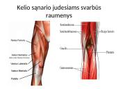 Kelio sąnario biomechanika  16 puslapis