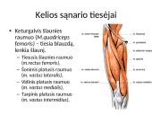 Kelio sąnario biomechanika  17 puslapis