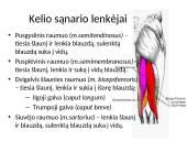 Kelio sąnario biomechanika  18 puslapis