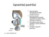 Kelio sąnario biomechanika  3 puslapis