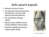 Kelio sąnario biomechanika  4 puslapis