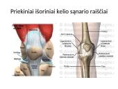 Kelio sąnario biomechanika  6 puslapis