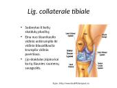 Kelio sąnario biomechanika  7 puslapis