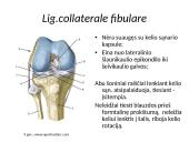 Kelio sąnario biomechanika  8 puslapis