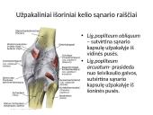 Kelio sąnario biomechanika  9 puslapis