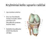 Kelio sąnario biomechanika  10 puslapis