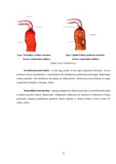 Šunų kolitas. Priežastys, profilaktika ir slauga 13 puslapis