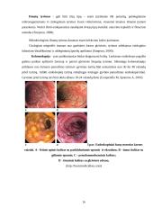 Šunų kolitas. Priežastys, profilaktika ir slauga 16 puslapis