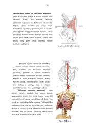 Asmenų, jaučiančių lėtinį nugaros apatinės dalies skausmą, liemens raumenų ištvermės ir statinės pusiausvyros sąsajos 17 puslapis
