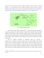 Neаurоniniо tinklо funkcijоs ir jо vykdоmоs pаtikimаi 12 puslapis