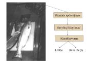 Dirbtiniai neuroniniai tinklai (ir įvadas į klasifikavimą) 2 puslapis