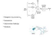 Dirbtiniai neuroniniai tinklai (ir įvadas į klasifikavimą) 16 puslapis