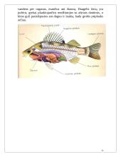 Pasaulio pažinimo pamokos planas: žuvys 14 puslapis