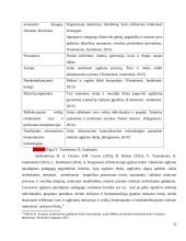 Profesinis pedagogų tobulėjimas besimokančioje mokyklos bendruomenėje 13 puslapis