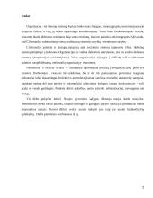 Organizacijų teorija referatas 2 puslapis