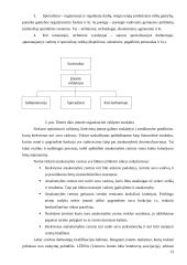 Valdymo apskaita žemės ūkyje 13 puslapis