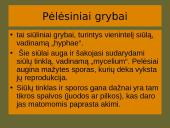 Grybai, grybų rūšys 11 puslapis