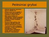 Grybai, grybų rūšys 13 puslapis