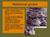 Grybai, grybų rūšys 14 puslapis