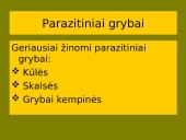 Grybai, grybų rūšys 15 puslapis