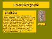 Grybai, grybų rūšys 17 puslapis