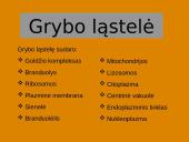 Grybai, grybų rūšys 19 puslapis