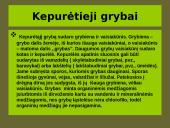 Grybai, grybų rūšys 4 puslapis