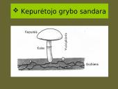 Grybai, grybų rūšys 5 puslapis