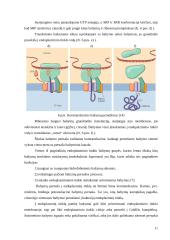 Endoplazminis tinklas 11 puslapis