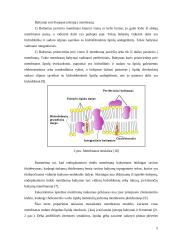 Endoplazminis tinklas 5 puslapis
