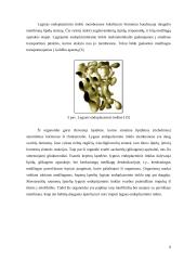 Endoplazminis tinklas 9 puslapis