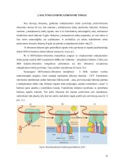 Endoplazminis tinklas 10 puslapis