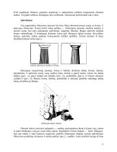 Filmavimo metodika ir stilistika 12 puslapis