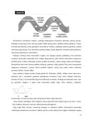 Obligacijų pelningumas asmeninių finansų valdymo kontekste 13 puslapis