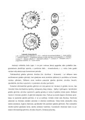 Vaisiaus dangalai 13 puslapis