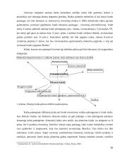 Pensijų fondų įtaka finansams 20 puslapis