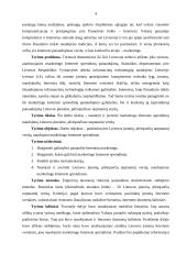 Lietuvos įmonių tarptautinis marketingas internete 4 puslapis