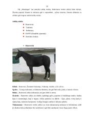 VšĮ ,,Mustangas“ praktikos ataskaita 20 puslapis