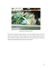 Vaisių ir daržovių skyriaus analizė: parduotuvė UAB "Norfa" 8 puslapis