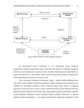 Prekinio kredito draudimas, jo ypatumai ir rizikos analizė bei vertinimas 9 puslapis