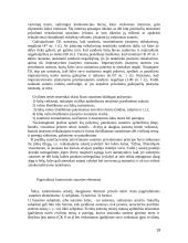 Komerciniai sandoriai, bei jų sudarymo pagrindai 19 puslapis