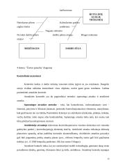 Praktinė ataskaita UAB Skaniava kokybės valdymas 19 puslapis