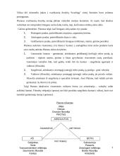 Platono dorybių teorija 7 puslapis