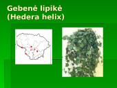 Lietuvos Raudonoji Knyga. Augalai. Gaubtasėkliai 14 puslapis