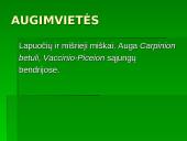 Lietuvos Raudonoji Knyga. Augalai. Gaubtasėkliai 17 puslapis