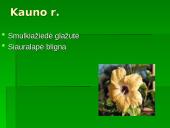 Lietuvos Raudonoji Knyga. Augalai. Gaubtasėkliai 5 puslapis