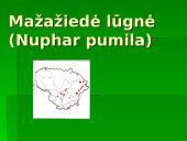 Lietuvos Raudonoji Knyga. Augalai. Gaubtasėkliai 6 puslapis