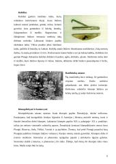 Senoji Lietuvos medinė architektūra 6 puslapis